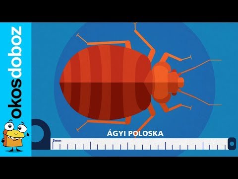 A legjobb gyógyszer a férgek vermox