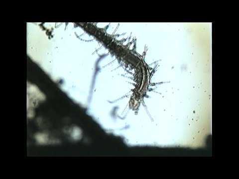 12 éves férgek népi gyógyszerek