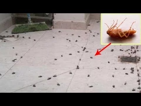Milyen gyógyszer tisztítja a paraziták testét A pinworms emberről emberre terjed