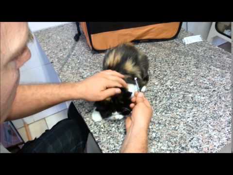 Hogyan marad a kerek féreg a belekben