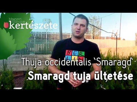 Paraziták az emberi testben tünetek kezelése Reggel szájszag egy felnőttnél
