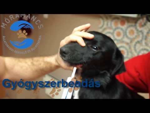 Gyógyszer helminthiasis kezelésére