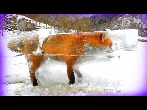 Galandféreg a székletben Szarvasmarha szalagféreg okozta betegséget