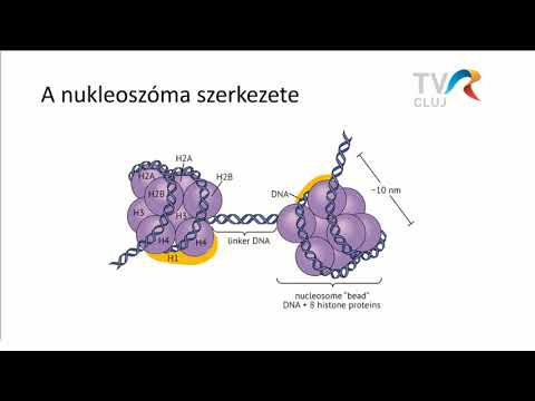 Hogyan lehet gyorsan gyógyítani a pinworms- et Hogyan lehet férgekben férgeket megjeleníteni