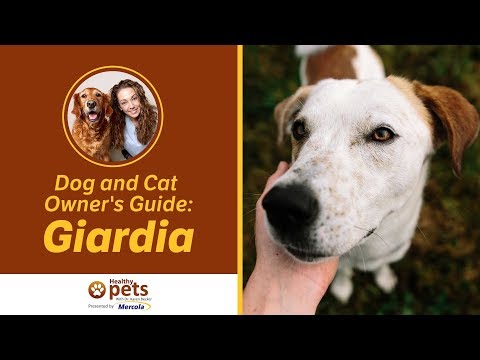 Proglottida szalagféreg