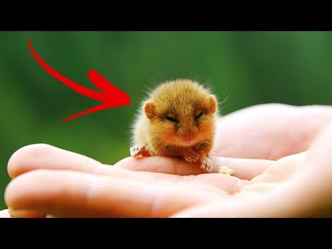 Anti parazita kezelés a helminták