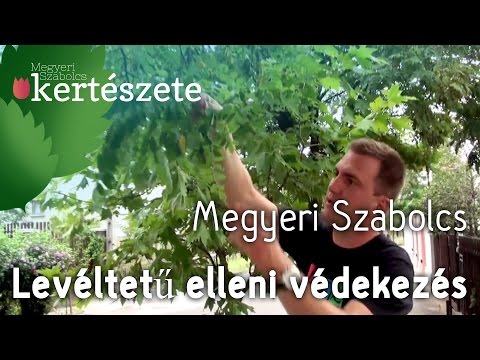 Idegen féreg elleni gyógyszerek Mi semlegesíti a rossz leheletet