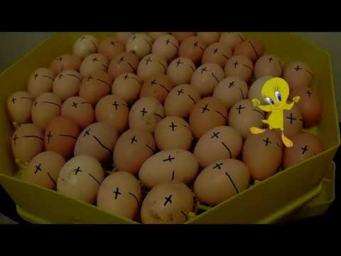 Széles szalagféreg hermaphroditikus proglottid Vegyes helmintias