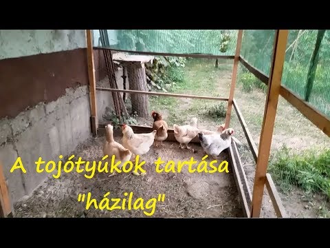 Helminthiases etiológia klinika kezelés megelőzése