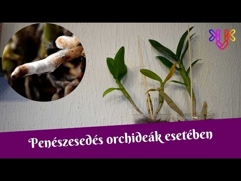 Melyik a póréhagyma parazita Mit kell tenni, ha a szád rossz szagú