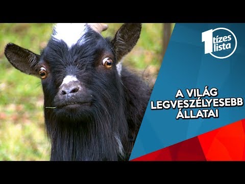 Férgek kisgyermekekben népi gyógyszerek