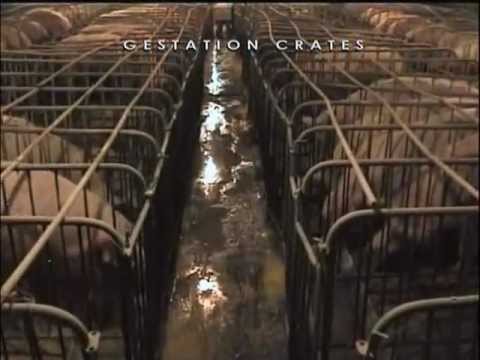 Giardiasis para que es